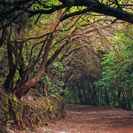 Tropical Daire Arico Viejo